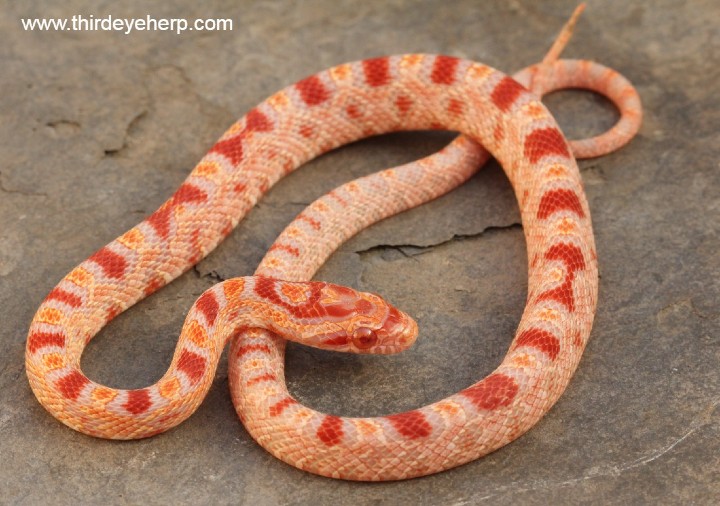 Honduran Milk Snake